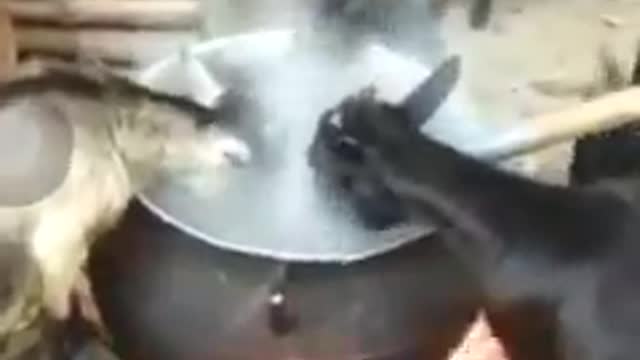 Goats eating food on the fire! Wooooooooow