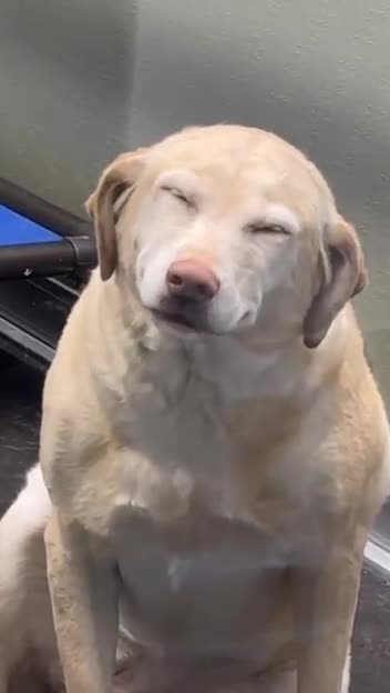 Love of the dogs is awesome 😍😍😊