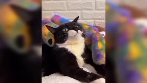 Funny Animals Compilation
