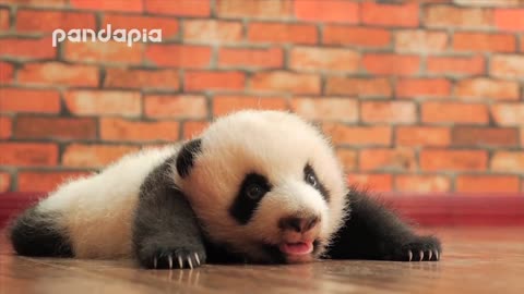 baby panda's cute voice