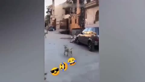 funniest Cats and Dog