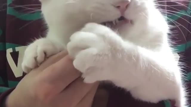 He alaways eat what you give