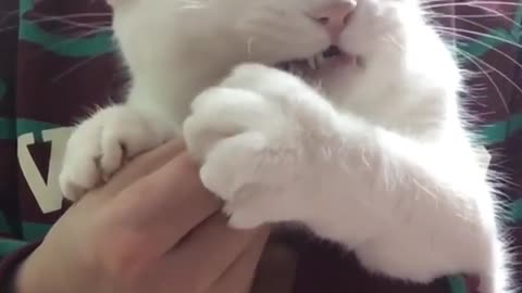 He alaways eat what you give