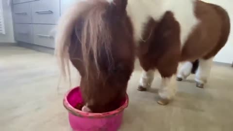 This May Be the Tiniest Pony in the World