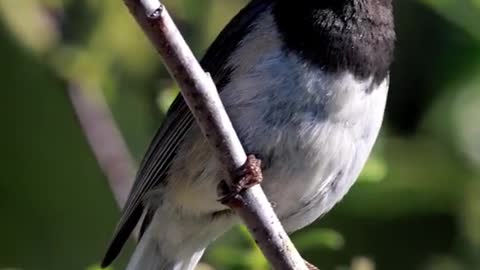 Bird sound