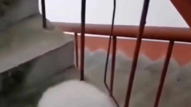 Cute Dog Walks Up The Stairs With Two Legs | Pets