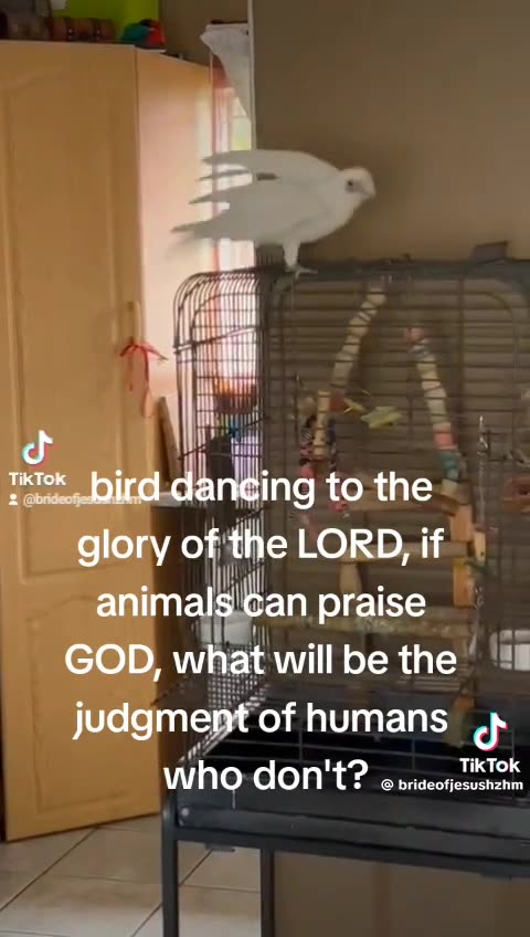 Even the birds know to praise God