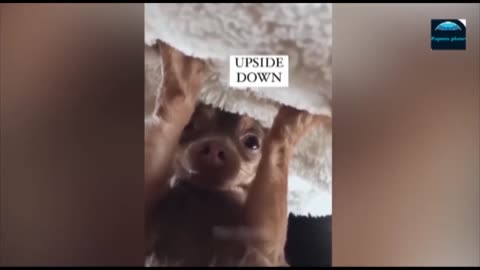 Funny animal videos