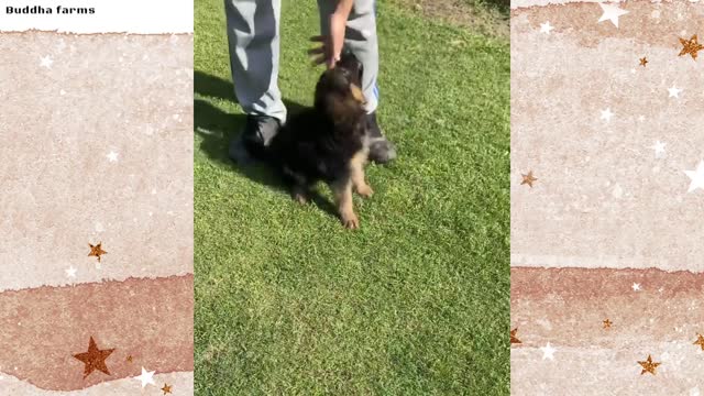 Free Free Adoption Heavy bone German Shepherd puppy