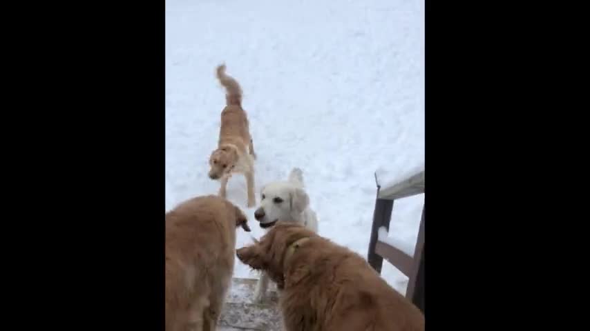 Golden Retrievers create the most beautiful stampede imaginable