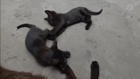 Little Cats playing another game