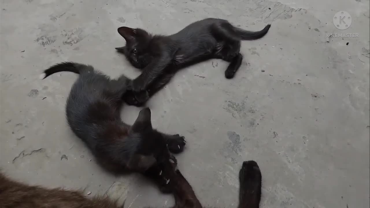 Little Cats playing another game