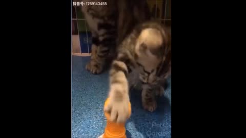 Funny pets #2