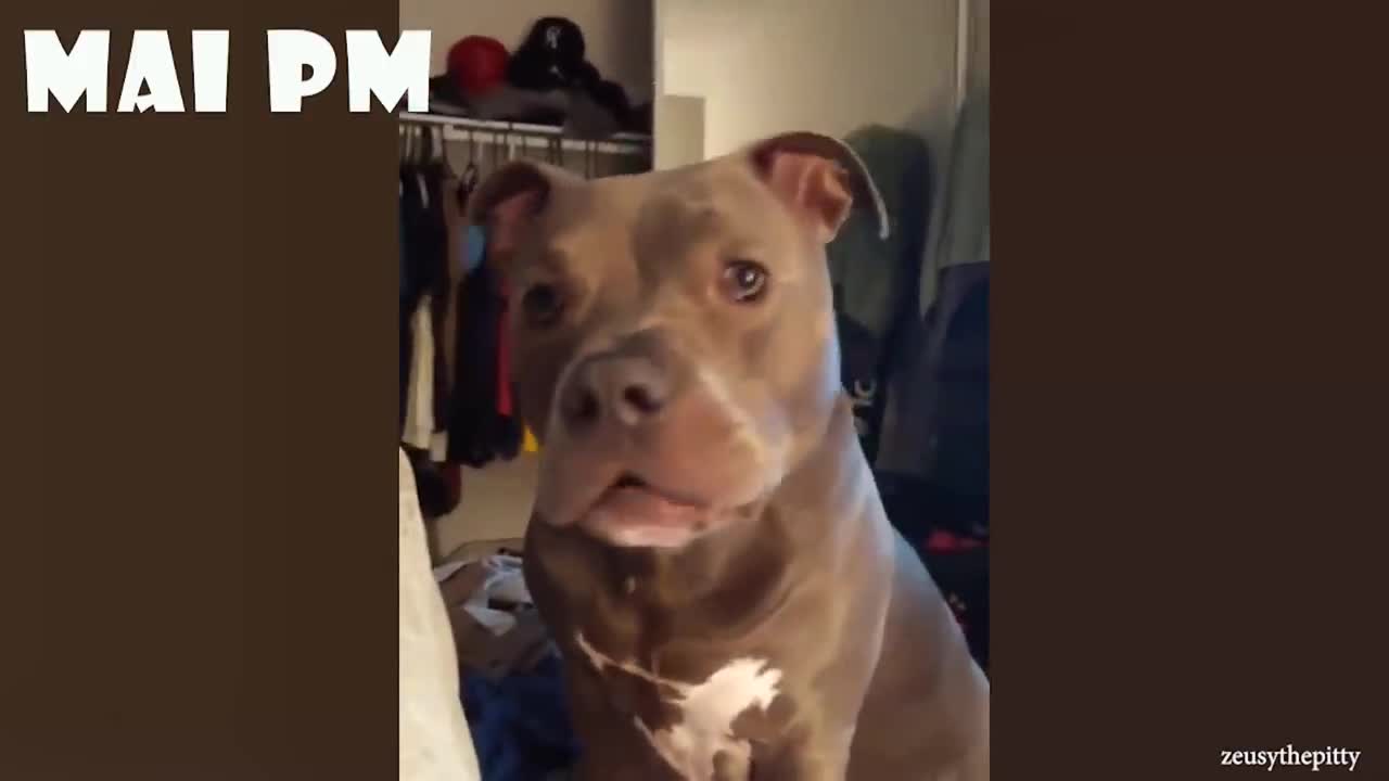 Most funny talking video