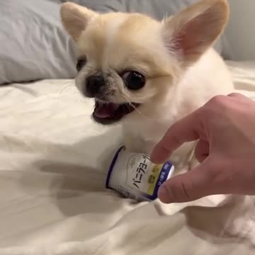 Funny Dog Video - Very Funny Video