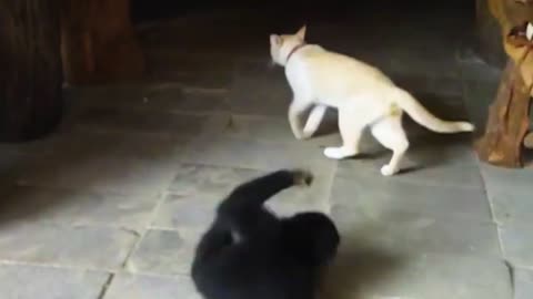 Animals Messed With The Wrong Opponent !