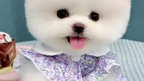 Tik Tok Chó Phốc Sóc Mini 😍 Funny and Cute Pomeranian551