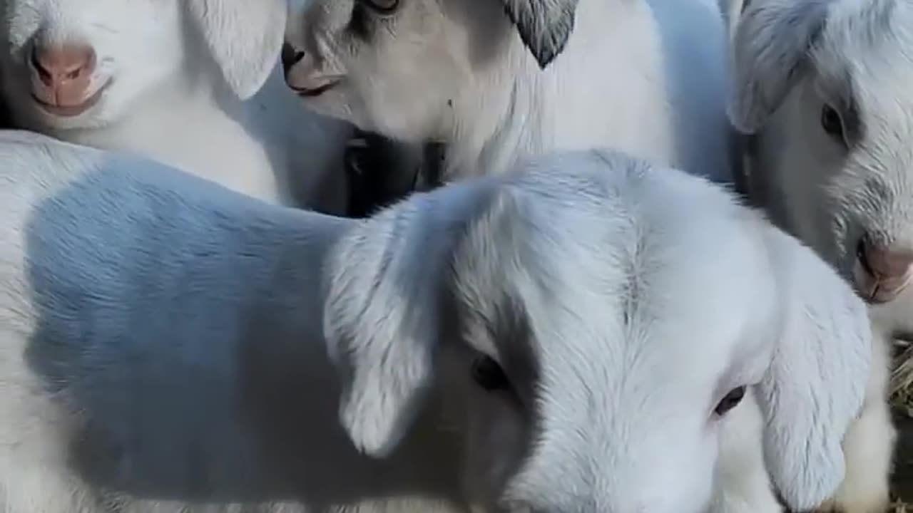 Goats have a beautiful voice
