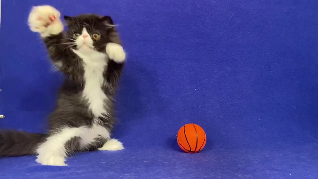 Alladin Persian Black and White Male Kitten of Majestymeow Cattery!