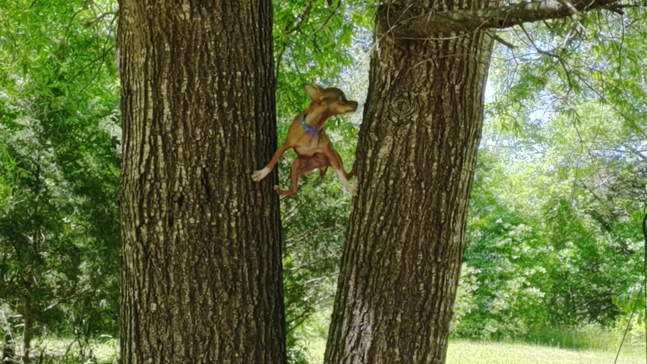 Radar the Chihuahua Climbs Trees