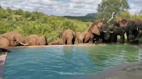 Funny animals - Funny cats/ dogs - Funny animal videos 11