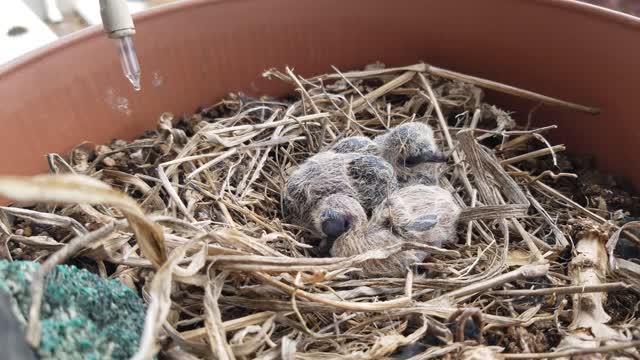 🕊 Back Porch Mourning Dove Has 2 Baby Chicks! 🐣🐣