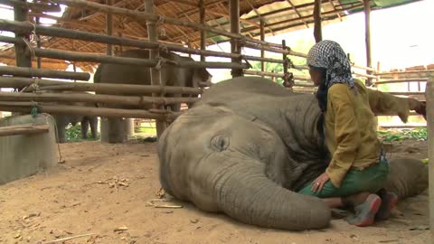 Lullaby to elephant - ElephantNews