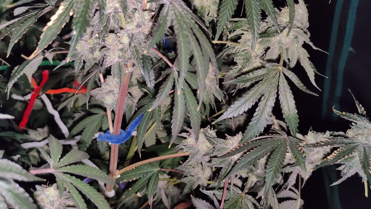 Day 63 Gush Mints Harvest