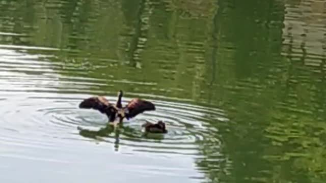 Beautiful Swans playing in pond