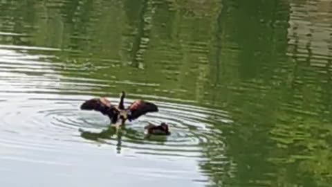 Beautiful Swans playing in pond