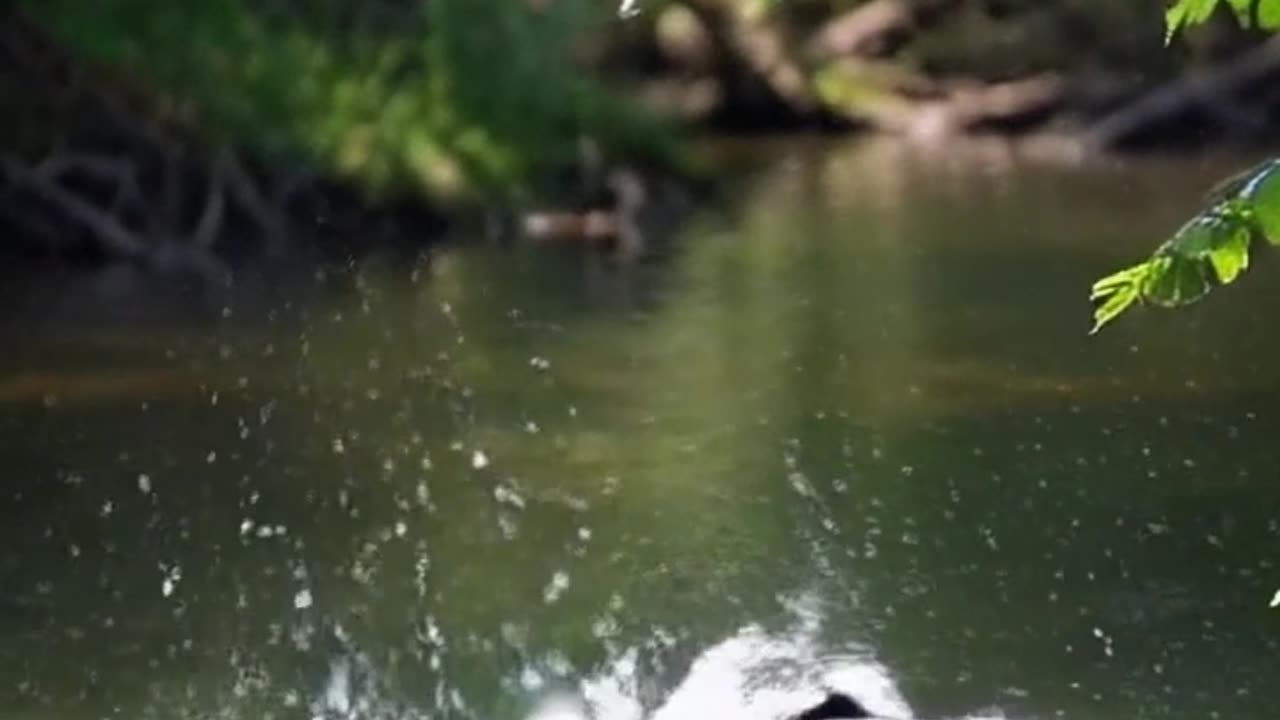 Incredible Wildlife Interaction in Nature | A Stunning Moment in the Wild"
