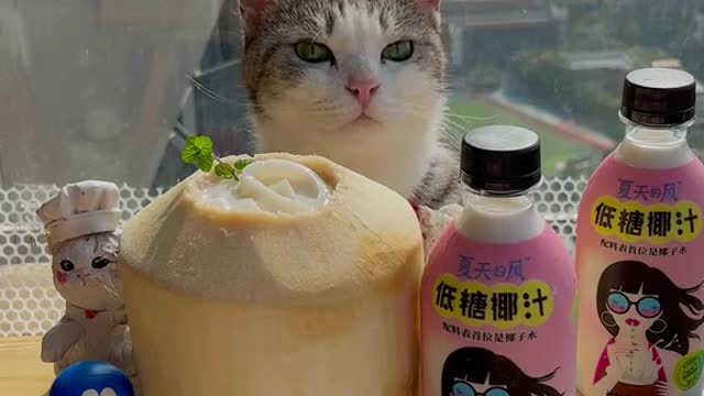 Is it a fan? Pho made with coconut! Delicious but not fat