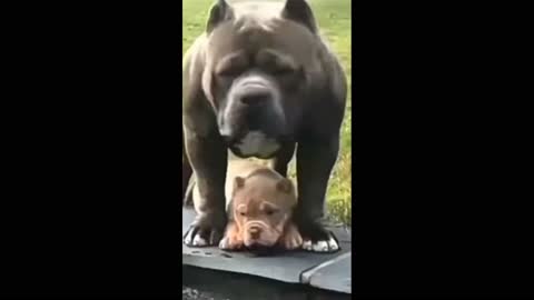 pitbull dog 😍 lover videos