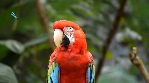 Cute parrote