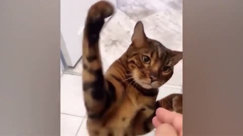 Funny Cats and Dogs Funny Animal Videos #3 Funniest Animals of 2023