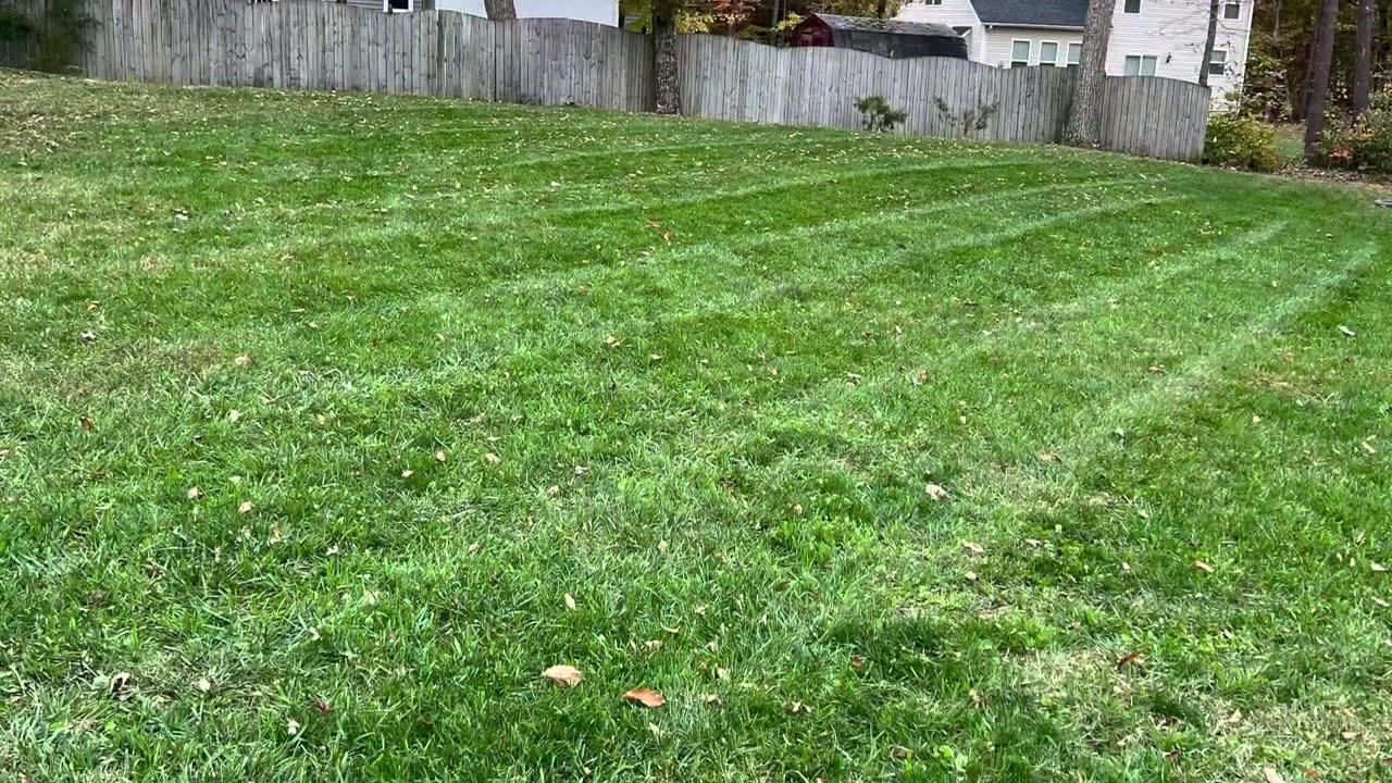 4-Weeks Post Aeration & Overseeding Results.