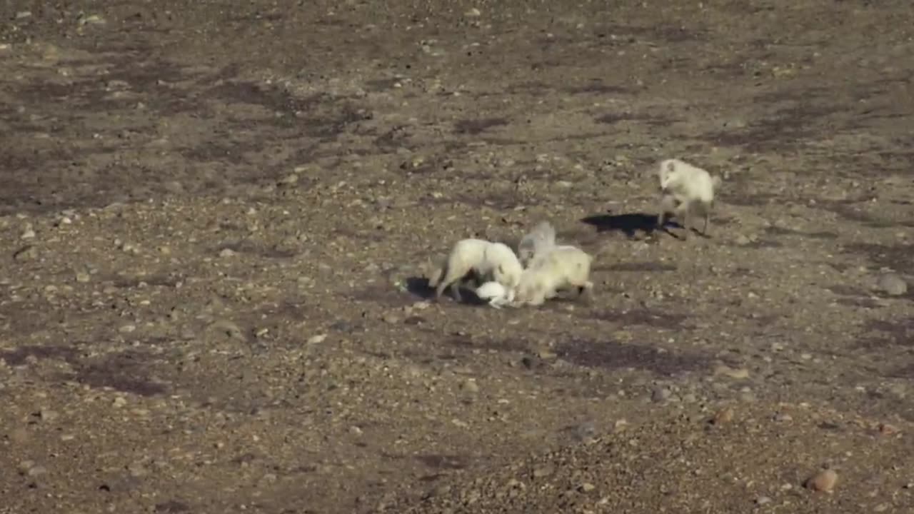 Wolf pack hunts a hare /The hunt