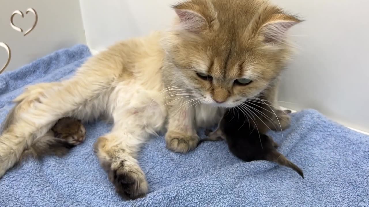 Two hours after kittens are born - kittens are clean and fed