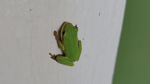 baby green frog on a door trim