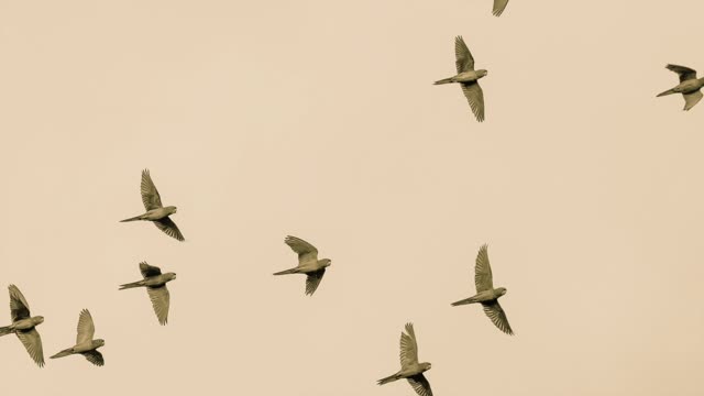 Love is For the Birds