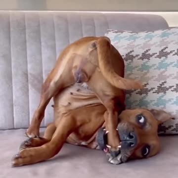 На это можно смотреть ВЕЧНО!! Смешные Кошки и Собаки! 😂😂😂 #Shorts