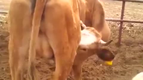 To milk oneself is too much cow!