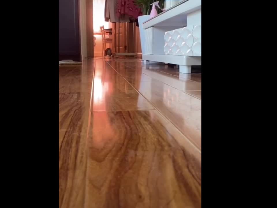 the little cat running is very cute and cute | video di gatti divertenti