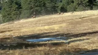 Son Spots Elk Stampede