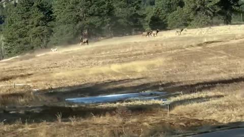 Son Spots Elk Stampede