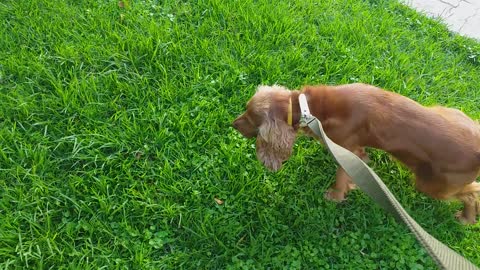 MAX DOG NAFPLIO-GREECE [WALKING ON THE GRASS]