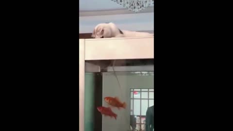 Funny cats and dogs