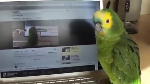Audi Video Response to Lollypop