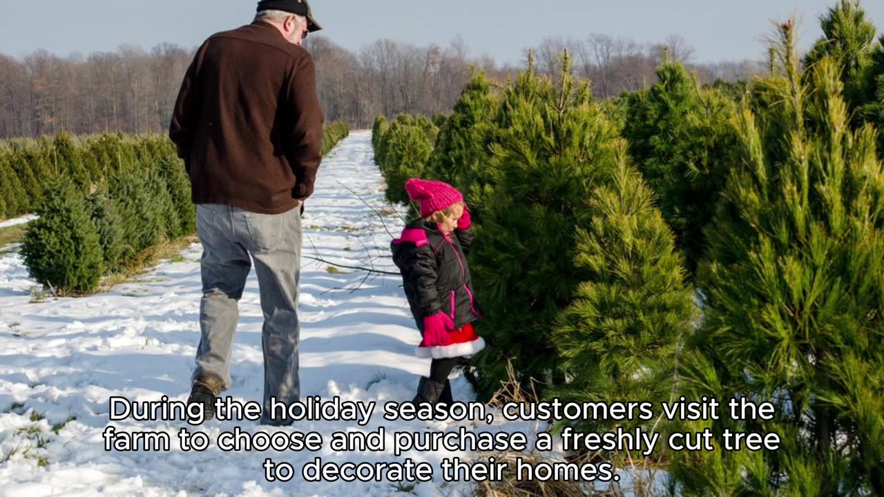 CHRISTMAS TREE FARM