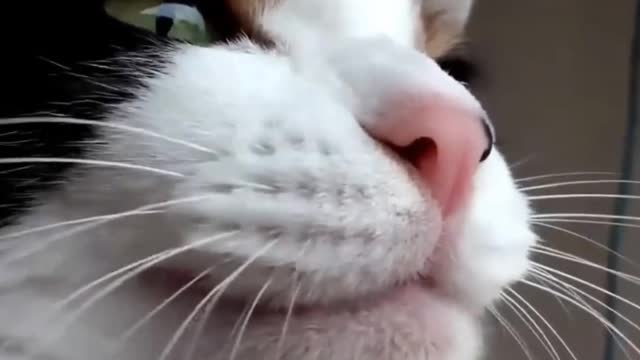 Cats funny kittens videos fannyplox